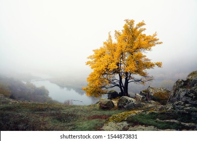 Tree with yellow leaves on the hill above the river. Autumn landscape
