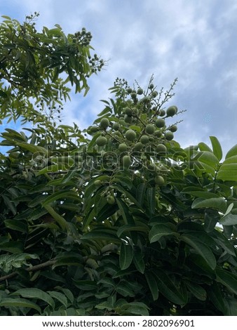 tree with young longan fruit