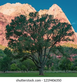 Tree At Zion Lodge, Utah