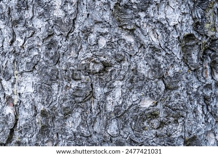 Treebark background, Texture, Structure  in Lower Bavaria Germany