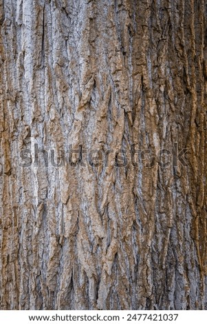 Treebark background, Texture, Structure  in Lower Bavaria Germany