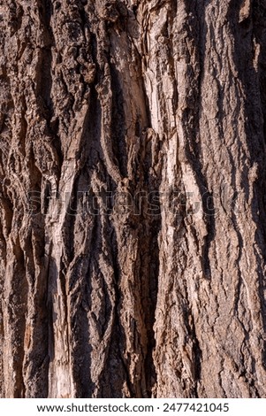 Treebark background, Texture, Structure  in Lower Bavaria Germany