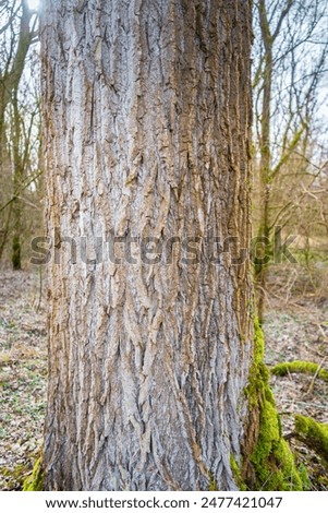 Treebark background, Texture, Structure  in Lower Bavaria Germany