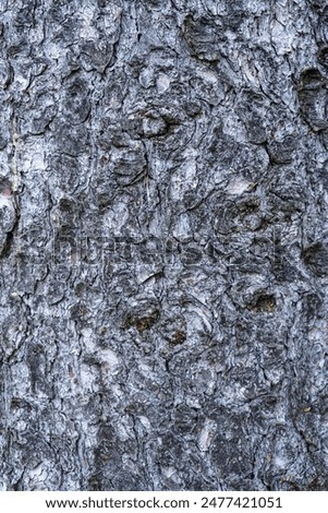 Treebark background, Texture, Structure  in Lower Bavaria Germany