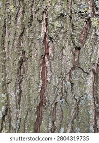 Treebark with striking reddish inner bark visible through the cracks