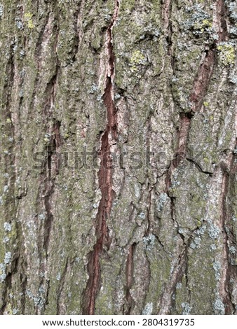 Treebark with striking reddish inner bark visible through the cracks