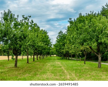 Tree-covered plot with fruit trees in the field