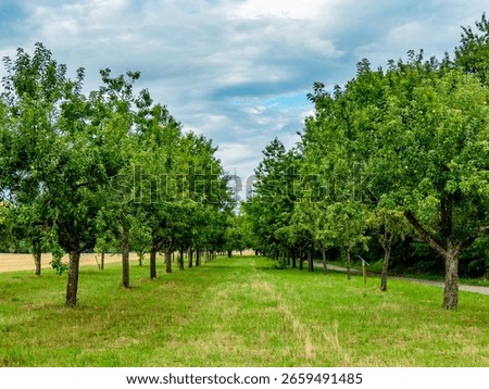 Tree-covered plot with fruit trees in the field