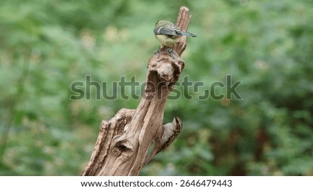 A treecreeper and a bluetit
 