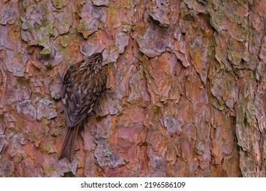 Treecreeper (Certhia Familiaris) In The North Inch Park, Perth