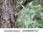 treecreeper certhia familiaris scuttling up the trunk of a tree