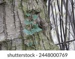 treecreeper certhia familiaris scuttling up the trunk of a tree