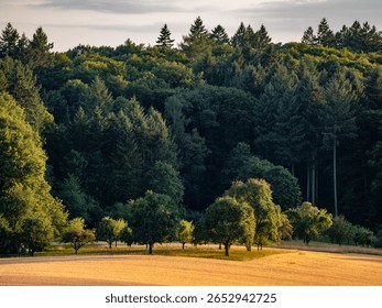 Treed plot with fruit trees in the evening