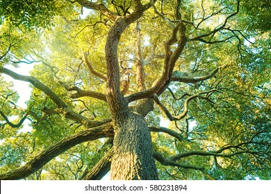Tree,forest, Camphor, ecology image