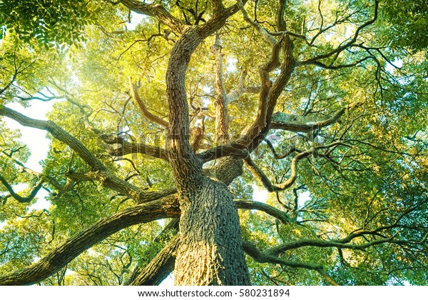 Tree, forest, Camphor, ecology image for hospital photo mural wallpaper