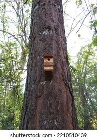 Tree-Friendly Birdhouse, Mendocino National Forest, Chico, CA. 2022