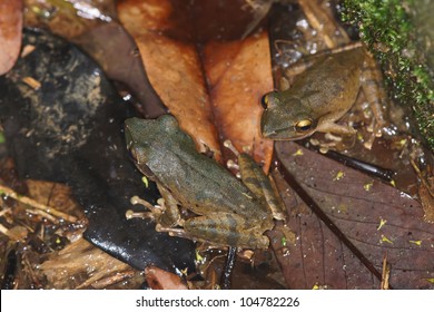 treefrog
