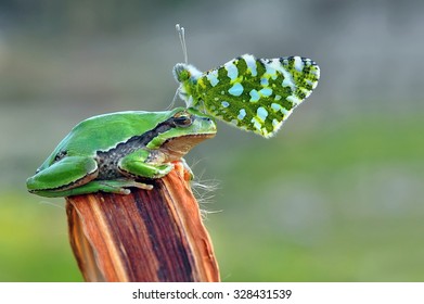 Treefrog
