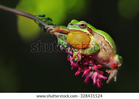 Treefrog
