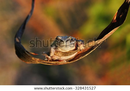 Treefrog