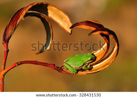 Treefrog