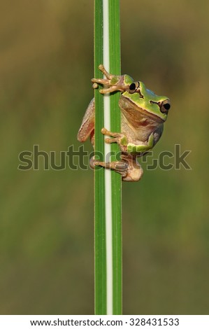Treefrog