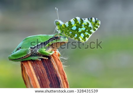 Treefrog