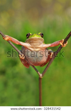 Treefrog
