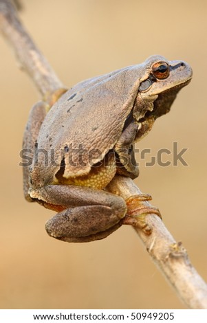 Similar – Image, Stock Photo Real frog Frog Doorman