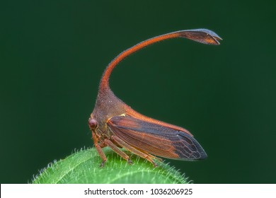 Treehopper On Leaf