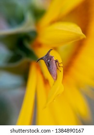 Treehoppers And Thorn Bugs Are Members Of The Family Membracidae, A Group Of Insects Related To The Cicadas And The Leafhoppers. About 3,200 Species Of Treehoppers In Over 400 Genera Are Known. They A