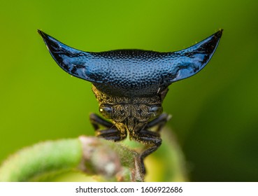 Treehoppers And Thorn Bugs Are Members Of The Family Membracidae, A Group Of Insects Related To The Cicadas And The Leafhoppers.