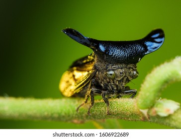 Treehoppers And Thorn Bugs Are Members Of The Family Membracidae, A Group Of Insects Related To The Cicadas And The Leafhoppers.