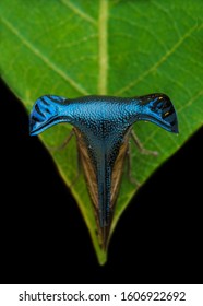 Treehoppers And Thorn Bugs Are Members Of The Family Membracidae, A Group Of Insects Related To The Cicadas And The Leafhoppers.