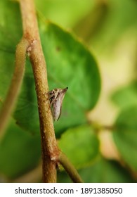 Treehoppers And Thorn Bugs Are Members Of The Family Membracidae, A Group Of Insects Related To The Cicadas And The Leafhoppers. About 3,200 Species Of Treehoppers In Over 400 Genera Are Known. 