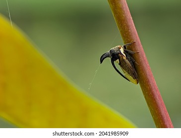 Treehoppers And Thorn Bugs Are Members Of The Family Membracidae, A Group Of Insects Related To The Cicadas And The Leafhoppers.