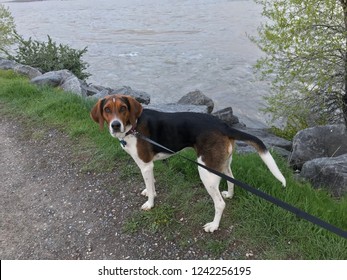 Treeing Walker Coonhound