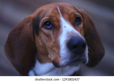 Treeing Walker Coonhound