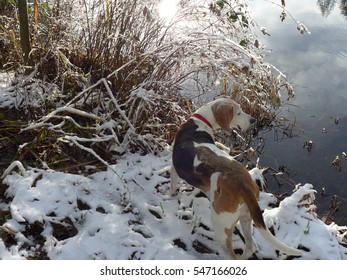 Treeing Walker Coonhound
