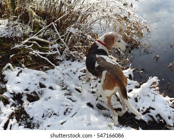 Treeing Walker Coonhound
