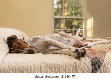 Treeing Walker Coonhound Dog Lying Down Inside On Human Bed With Quilt Looking Tired Lazy Sleepy Worn Out Exhausted Comfortable Relaxed Stress-free Pampered Cozy Melancholy Lethargic Sick Unwell