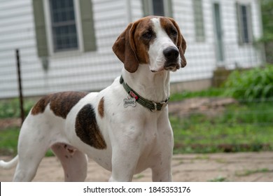 Walker Hound High Res Stock Images Shutterstock