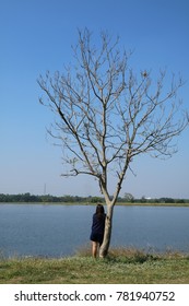 tree,Leafless tree,Leaf season,lonely