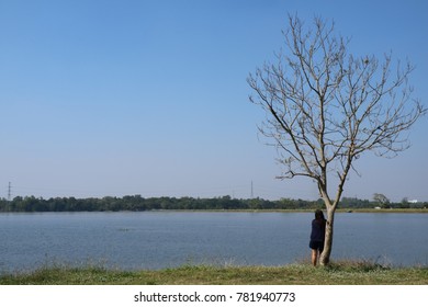tree,Leafless tree,Leaf season,lonely