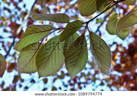 treeleaves in the sun