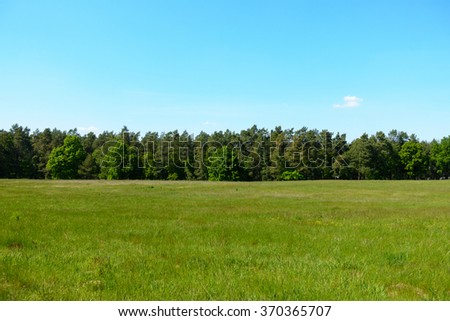 Treeline behind a summer field.