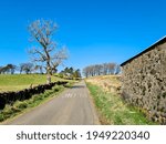 Treeline boundary given perspective by a road and wall. 