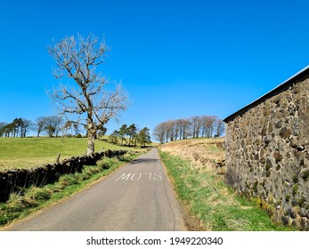 Treeline Boundary Given Perspective By A Road And Wall. 