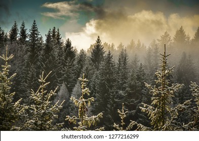 Treeline With Fog