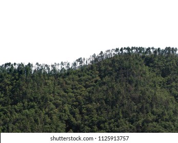 Treeline Horizon On Wooded Hills, Isolated Against White Background Sky.